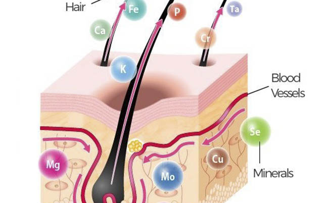 تحليل معادن الشعر